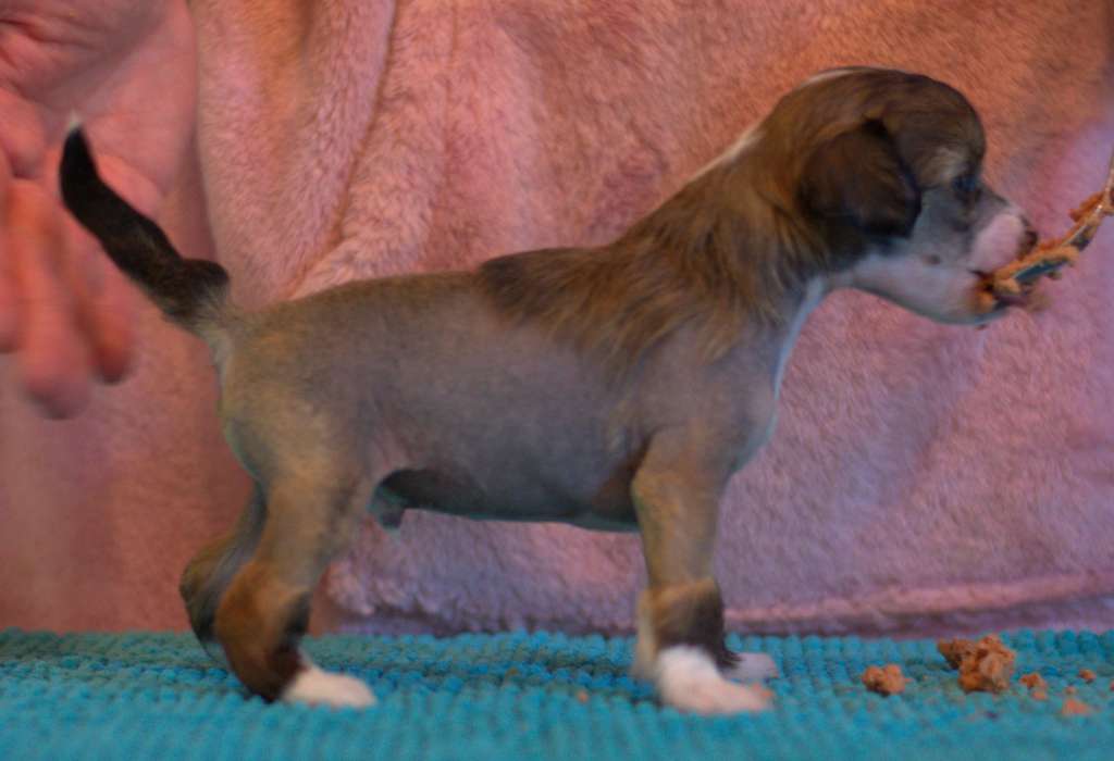 Tapi-Tapi Sky Rocket