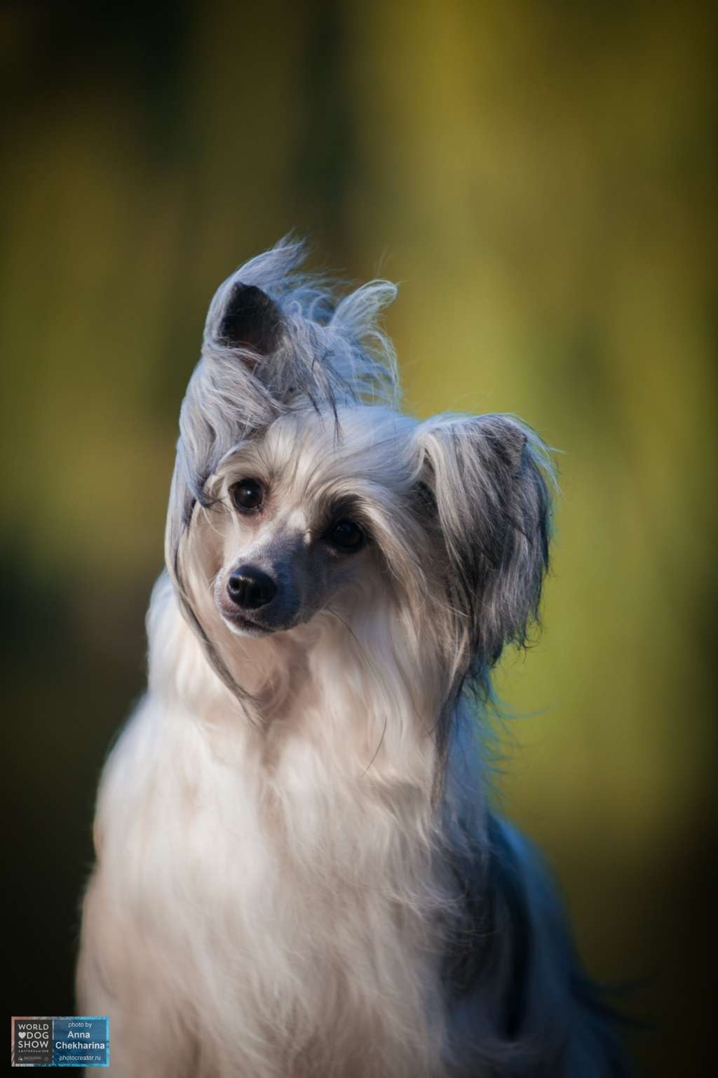 My Vanity Fair Rowena