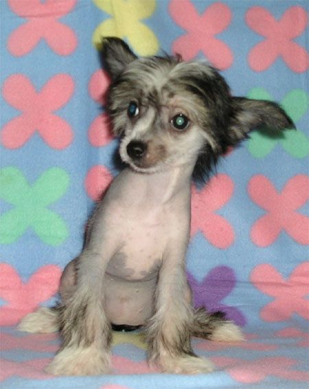 Daiko Ze Zatopene chajdy