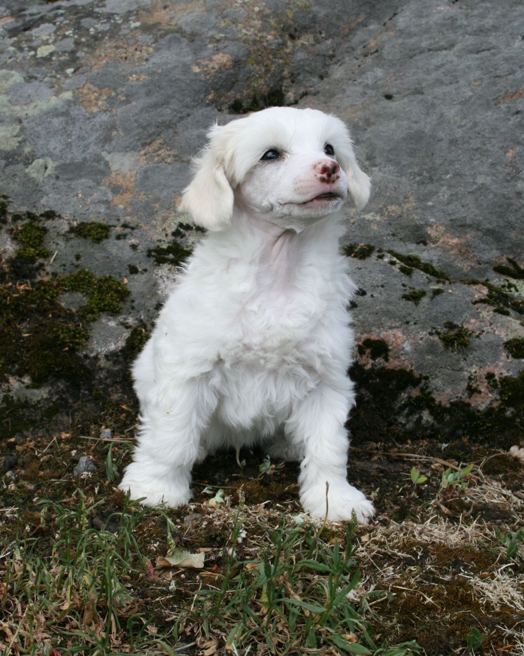 Proud Pony Ponsse Buffalo