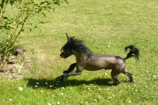 I' M No Rebel Top Model De Rama