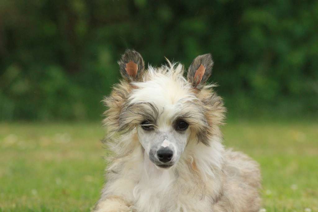 Happy Dancing Harmless Impressive