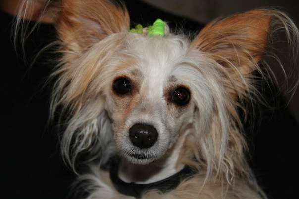 Sharman Vip Honey Sweet Cappuccino