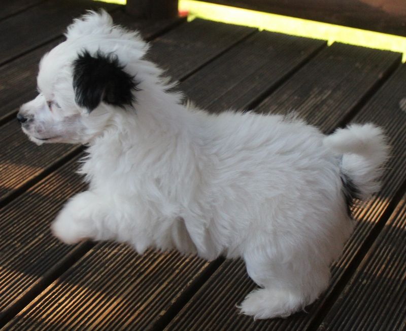 Saratoginja Chatanooga