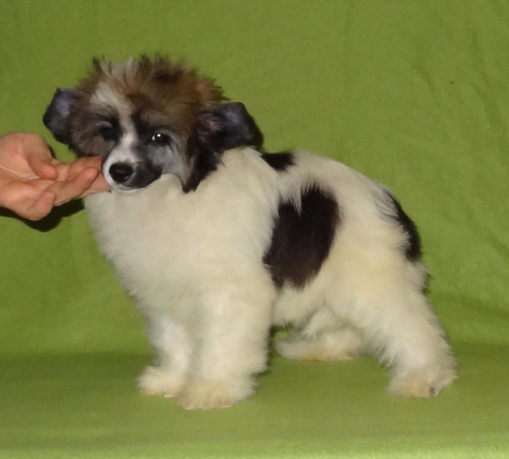 Naimuluna Line Melisenta