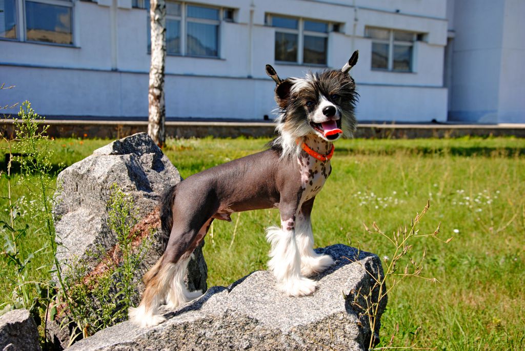 Chase Star Boy Ruah in Vifaniya