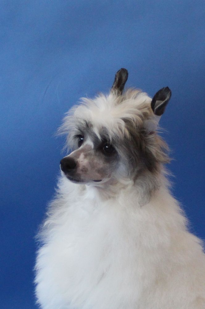 Uniqe Beauty Rosa Thea FCI