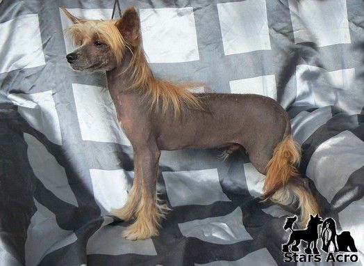 Bombastic Sampan Stars Acro