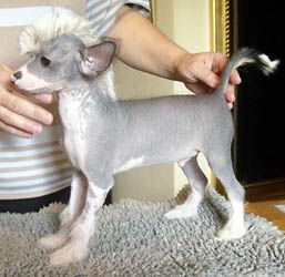 Oriental Jokes Velours