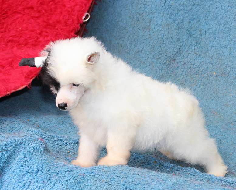 Angel O Check Gunter