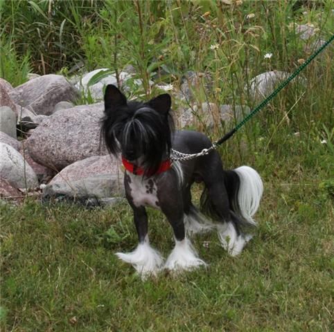 Woodcrest Dark Addiction