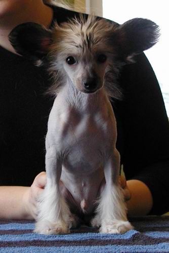 Twice As Nice After Dark