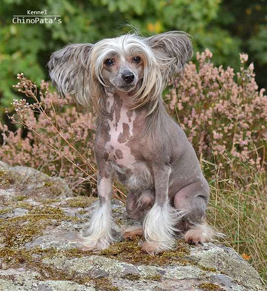 ChinoPata's All Inclusive