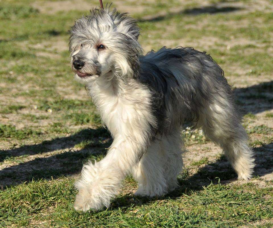 Brake On Trough Robodream