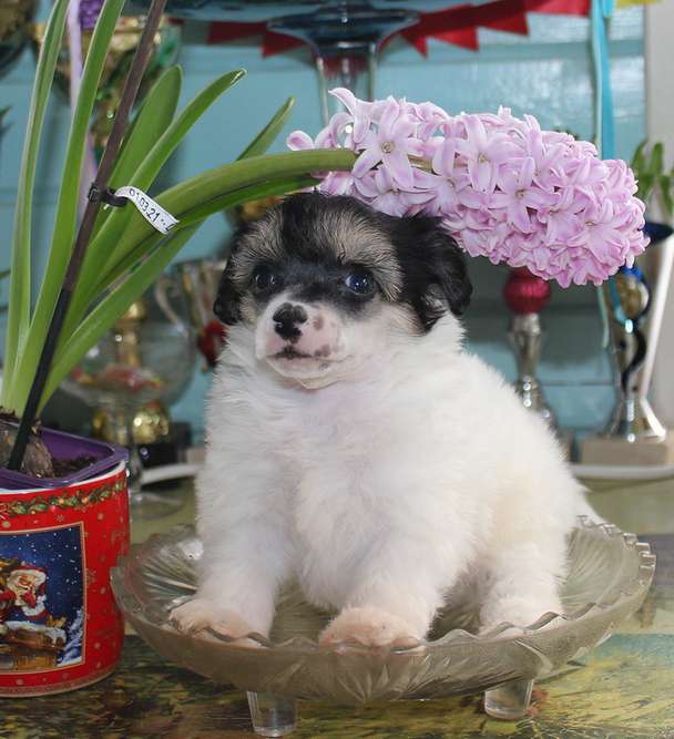 Angel O'Check Eletta