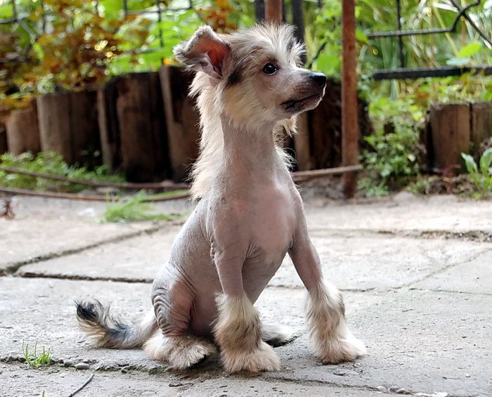 Irgen Gold Pako Rabann