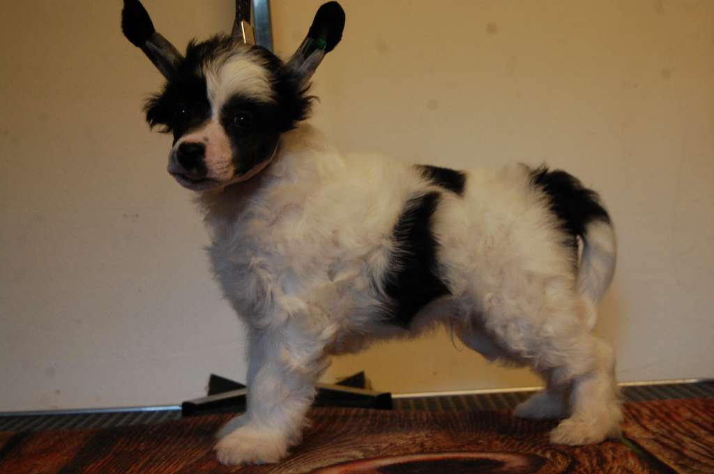 Obiecujacy Z Natury Roingold