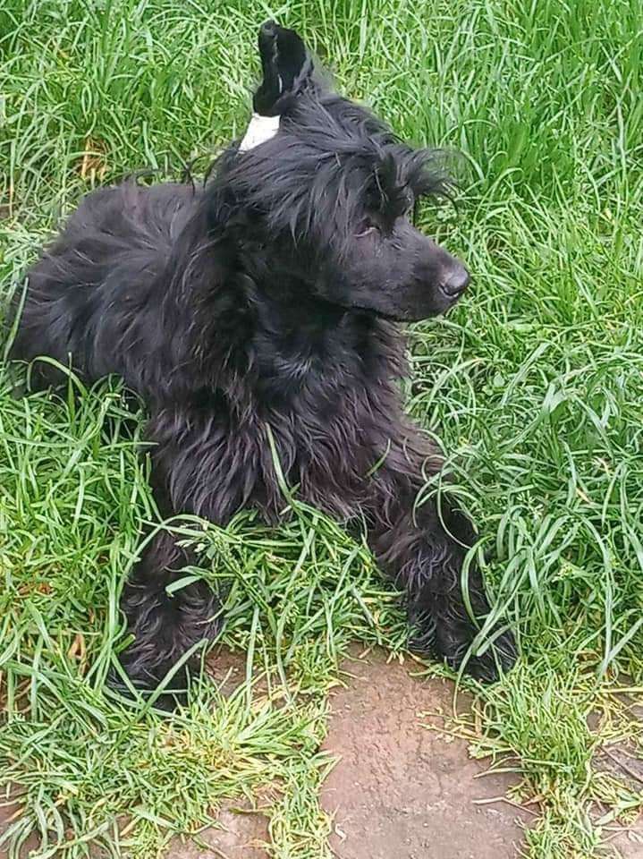 Beauty Incomparable Violett  Never ending Happi