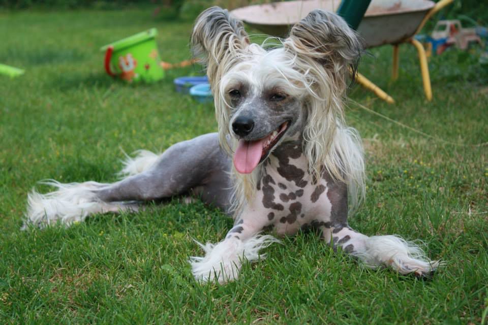 Eischa Exotic z Jaromerskeho panstvi