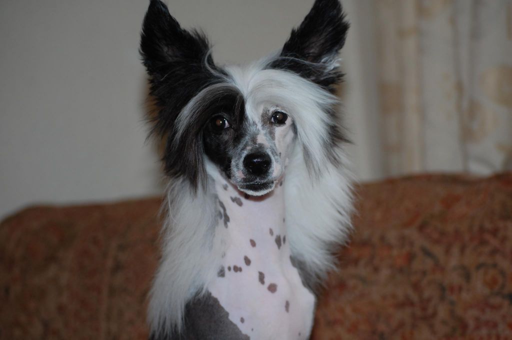 Liddyleaze Spellbinder