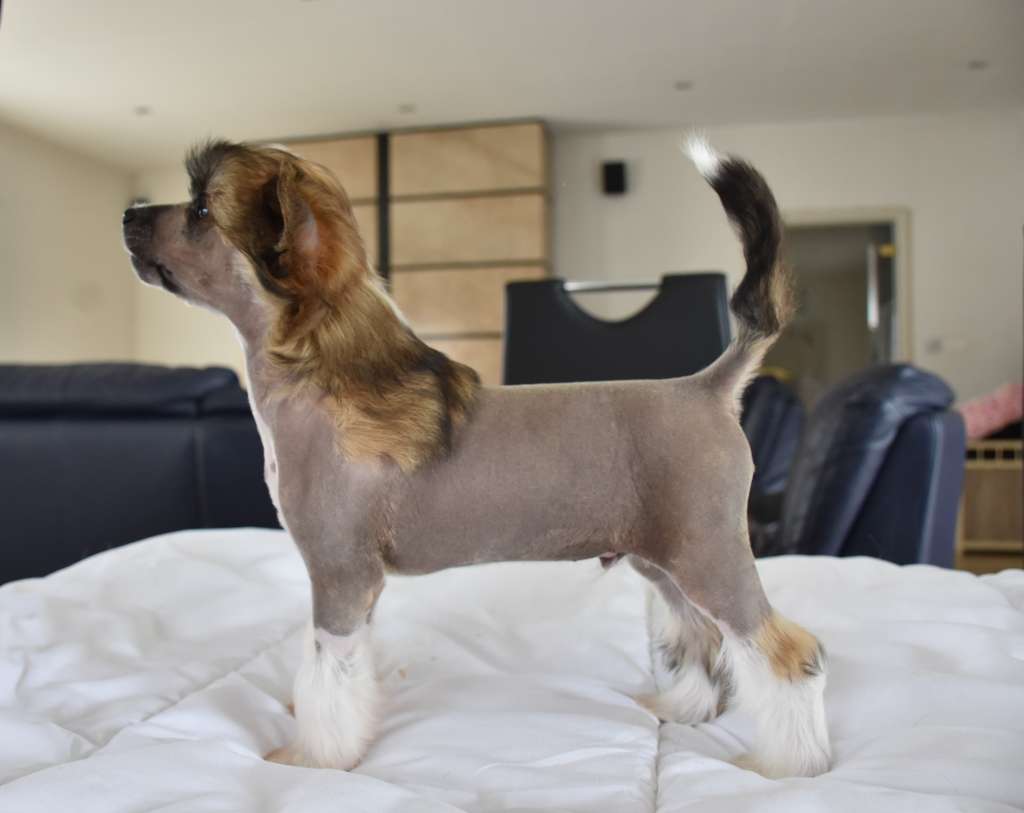 U  Cutie of the loving dols