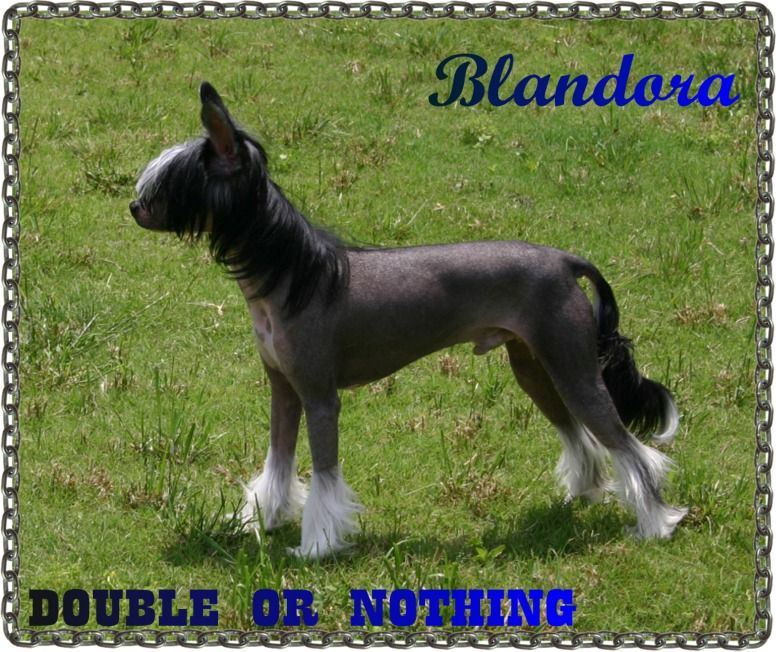 Blandora Double or Nothing
