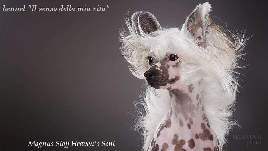 Multi CH. Magnus Staff Heaven's Sent