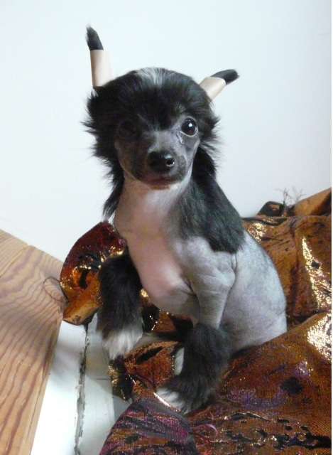 Krasotka Star Jungle Night Bon