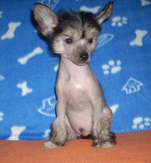 Holywood  Plysovy pritel