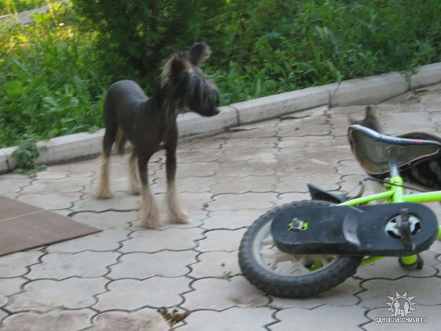 True Magnifisen Night Violet