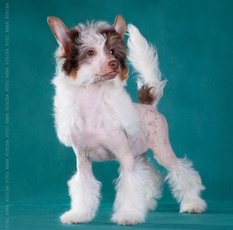 Dogland Happy Position Number One