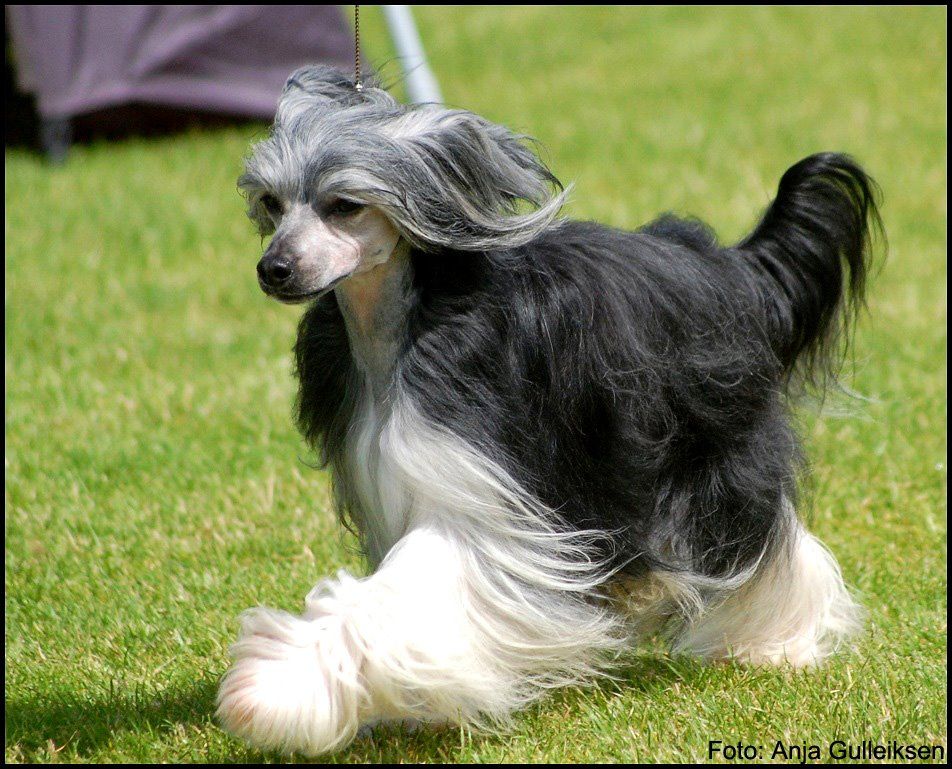 Shandor's Heroic Hercules