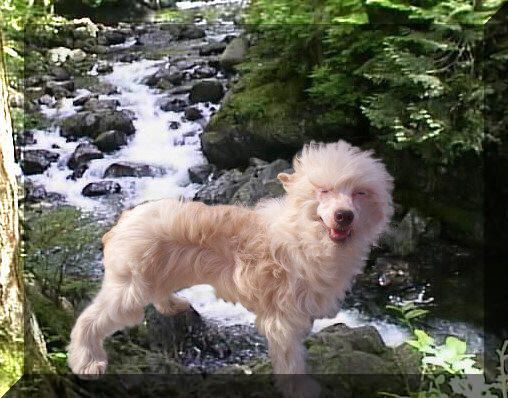 Shambhala's Peach A-La' Creame'