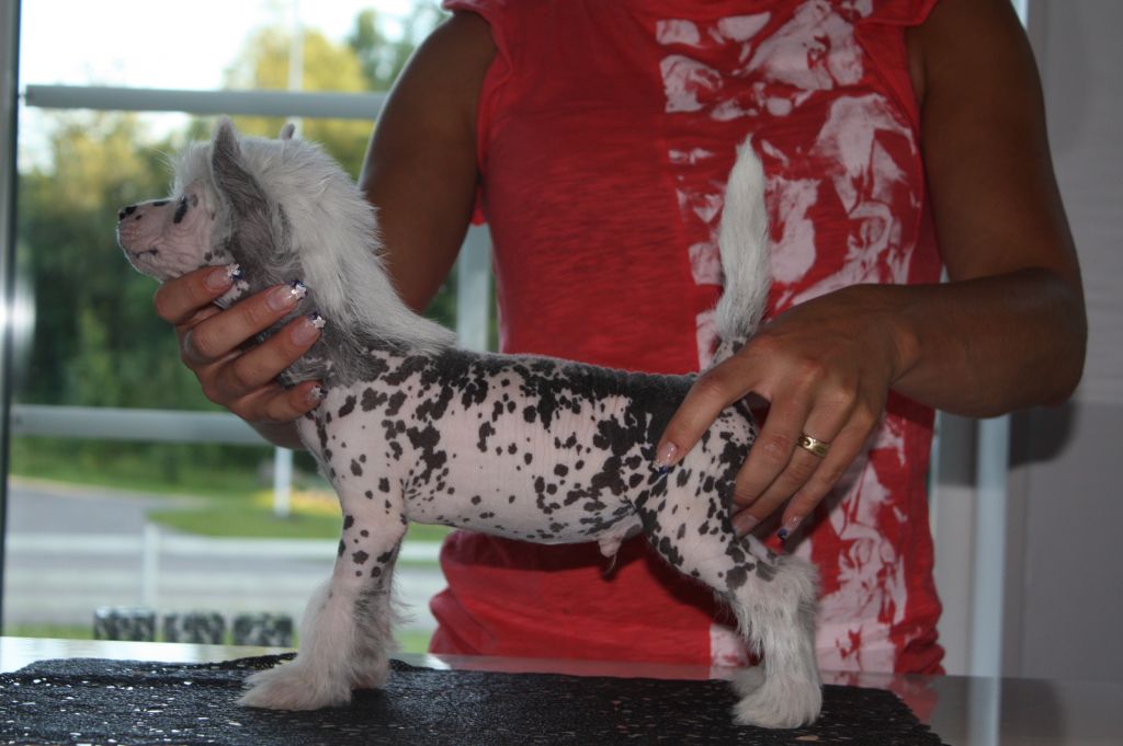 Inya Dreams Make My Way