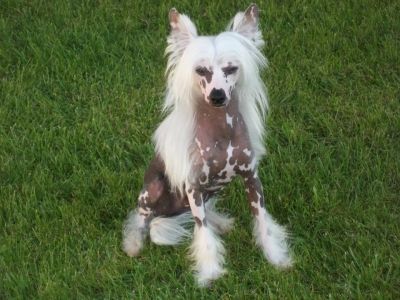 Be Indra de le Chien Bourjois