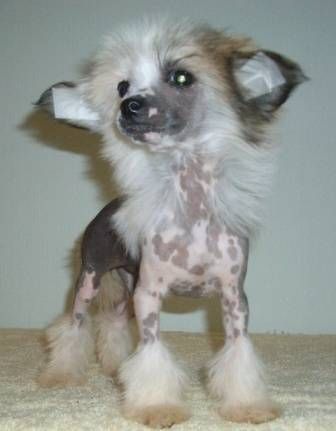 Juyli Vain Treid Renoya