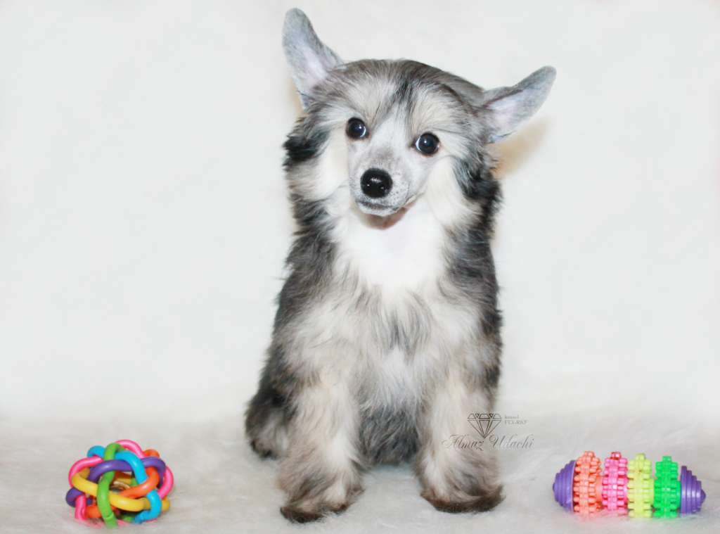 Almaz Udachi Ofeliya