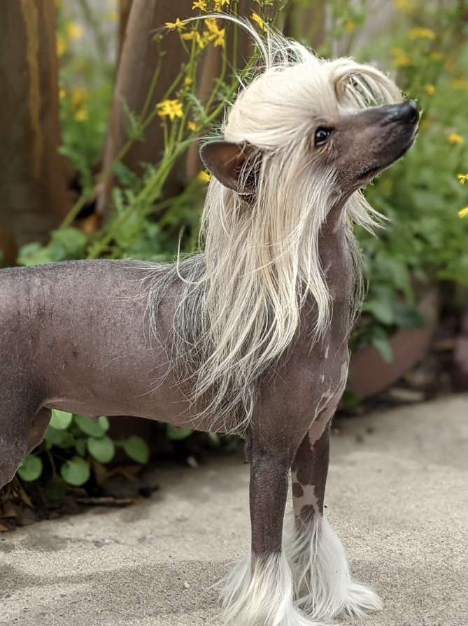 Charisma Zip-A-Dee-Doo-Dah