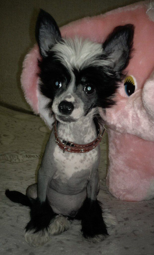 Legion Of Dream Megapolis Dali