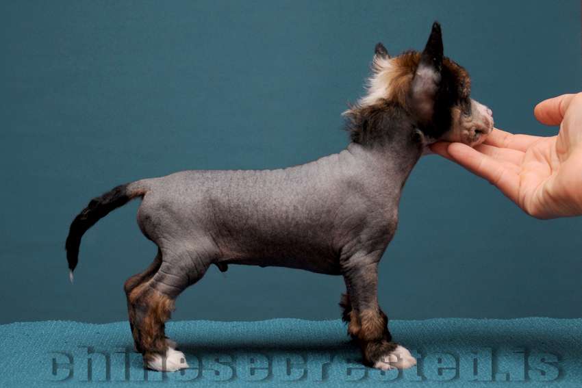 Practical hero Running Wild