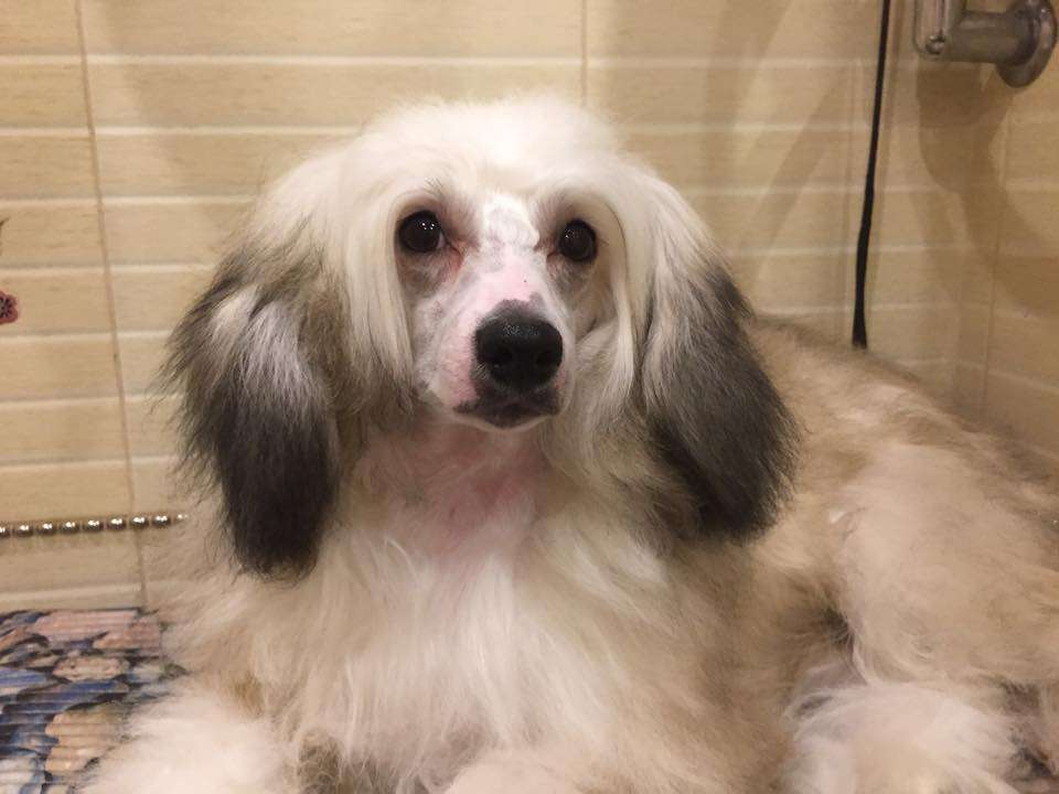 Kredo Festa Rose for You