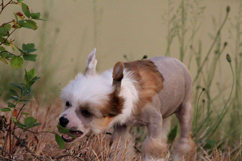 MAJLO z Gwiazd Kasjopei