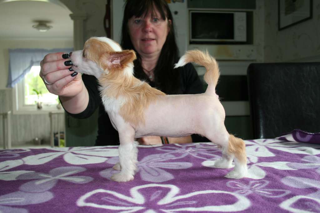 Drömtorpet's Zoella soft as Onyx