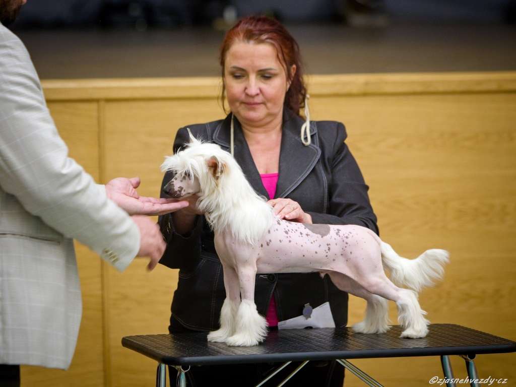 Herkules z Jasne hvezdy