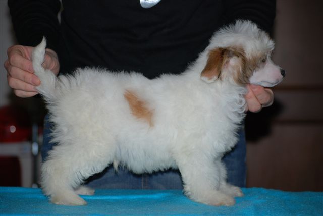 Al Capone Del Dianiri