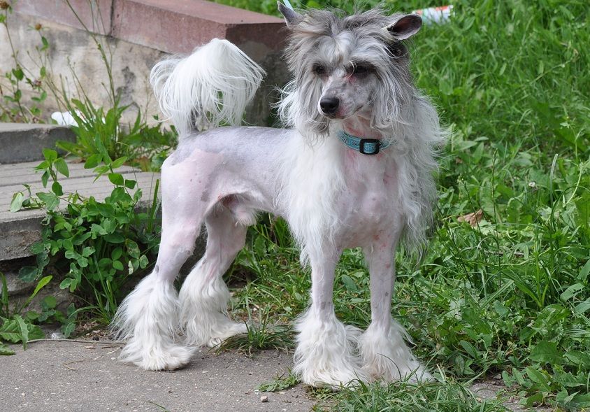 Advocat Diaboli Winning Smile