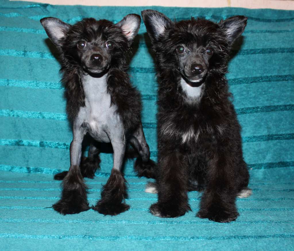 Charuyuschiy Soblazn Grafinya De Monsoro