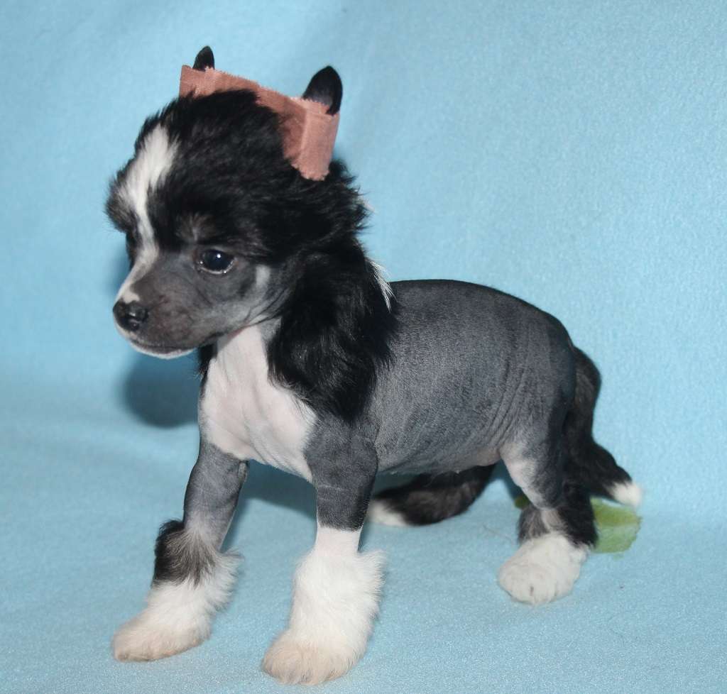 Guard of the skyn de Almamasan