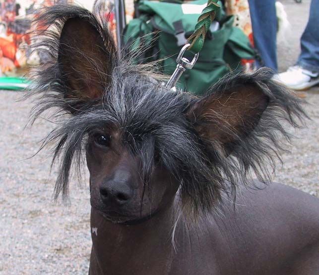 Joyway's Midnight Moon