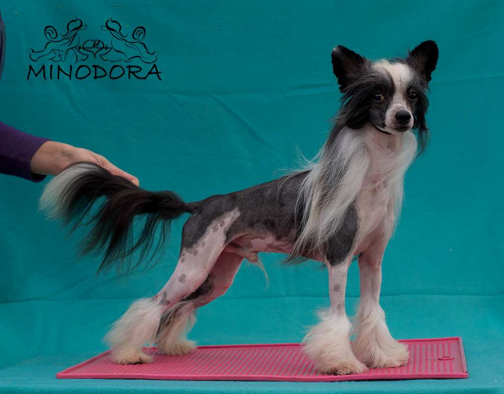 IncantoDelMondo Samba de Janeiro